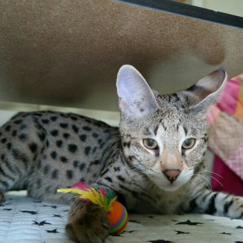 Meet your Posher, Jay